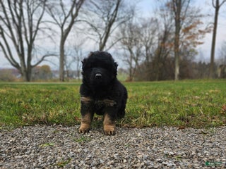 German Shepherd dogs - Ad 14