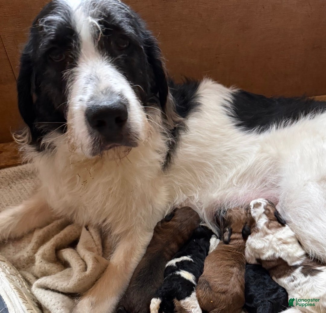 Mixed Breed dogs for sale: Sofie - Ad 5