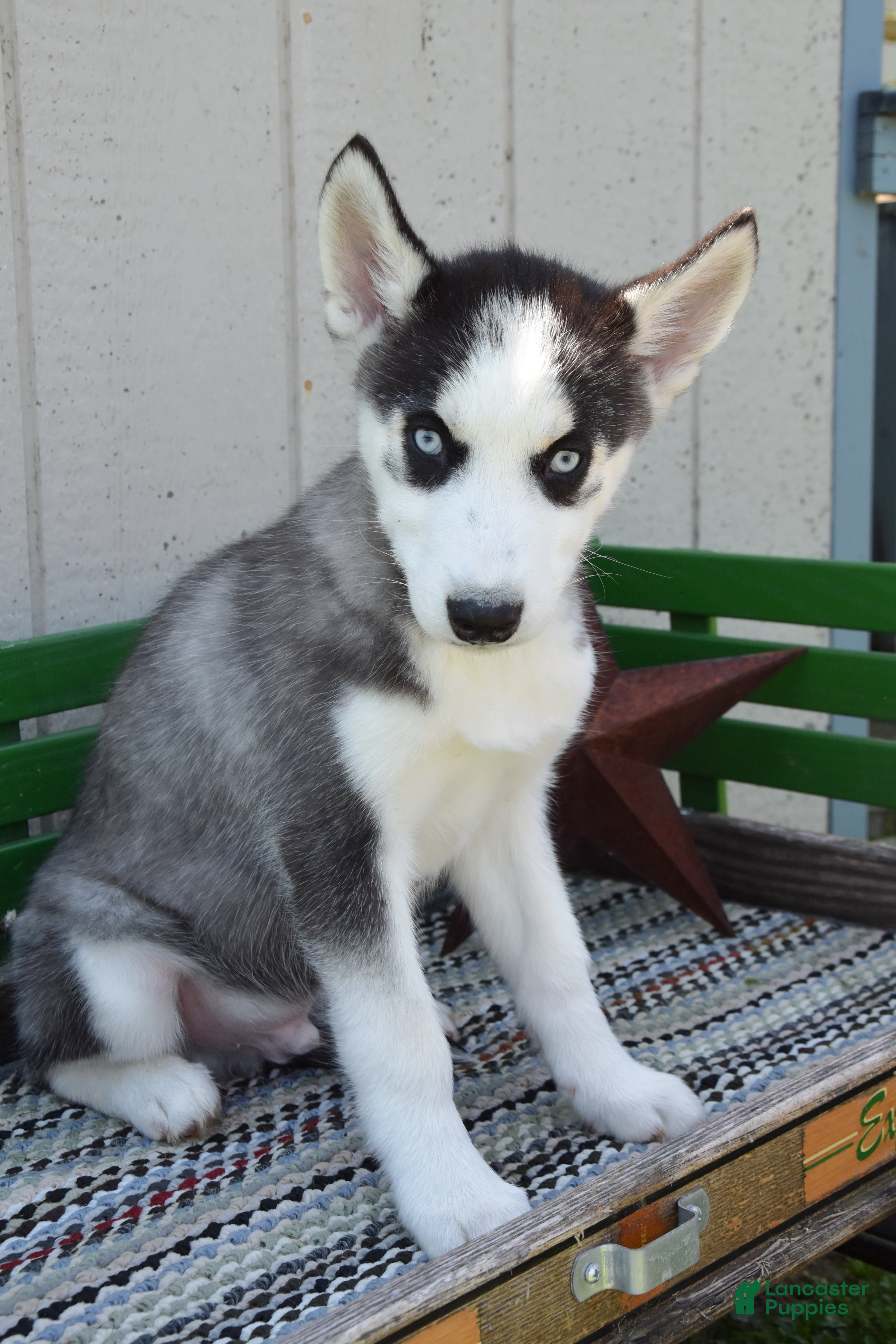 Siberian Husky dogs Howie - Ad 2