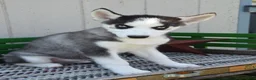 Siberian Husky dogs for sale: Howie - Ad 2