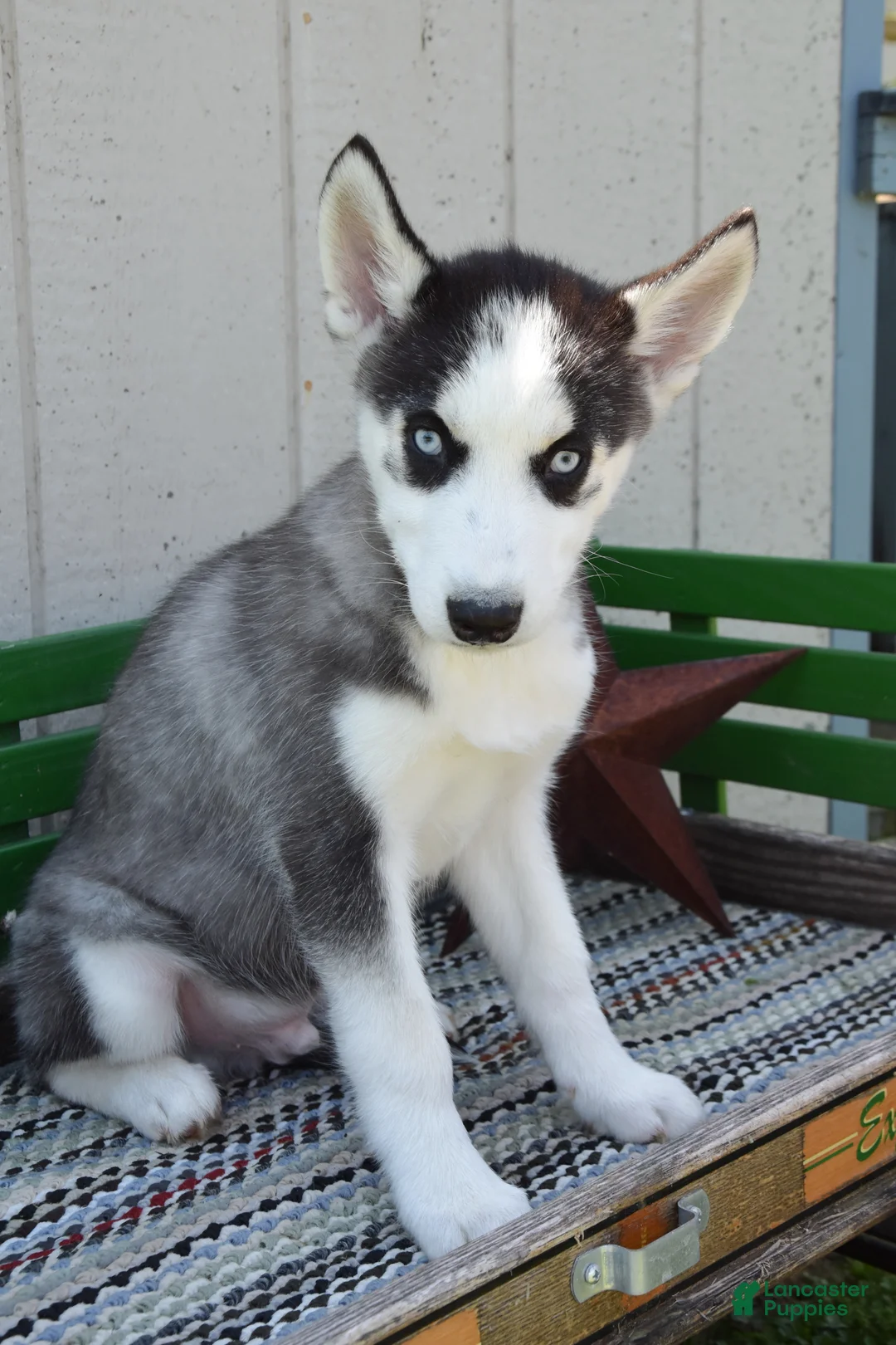 Siberian Husky dogs for sale: Howie - Ad 2