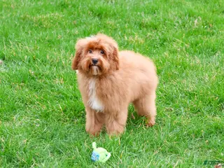 Cavapoo dogs for sale: Charles - Ad 3