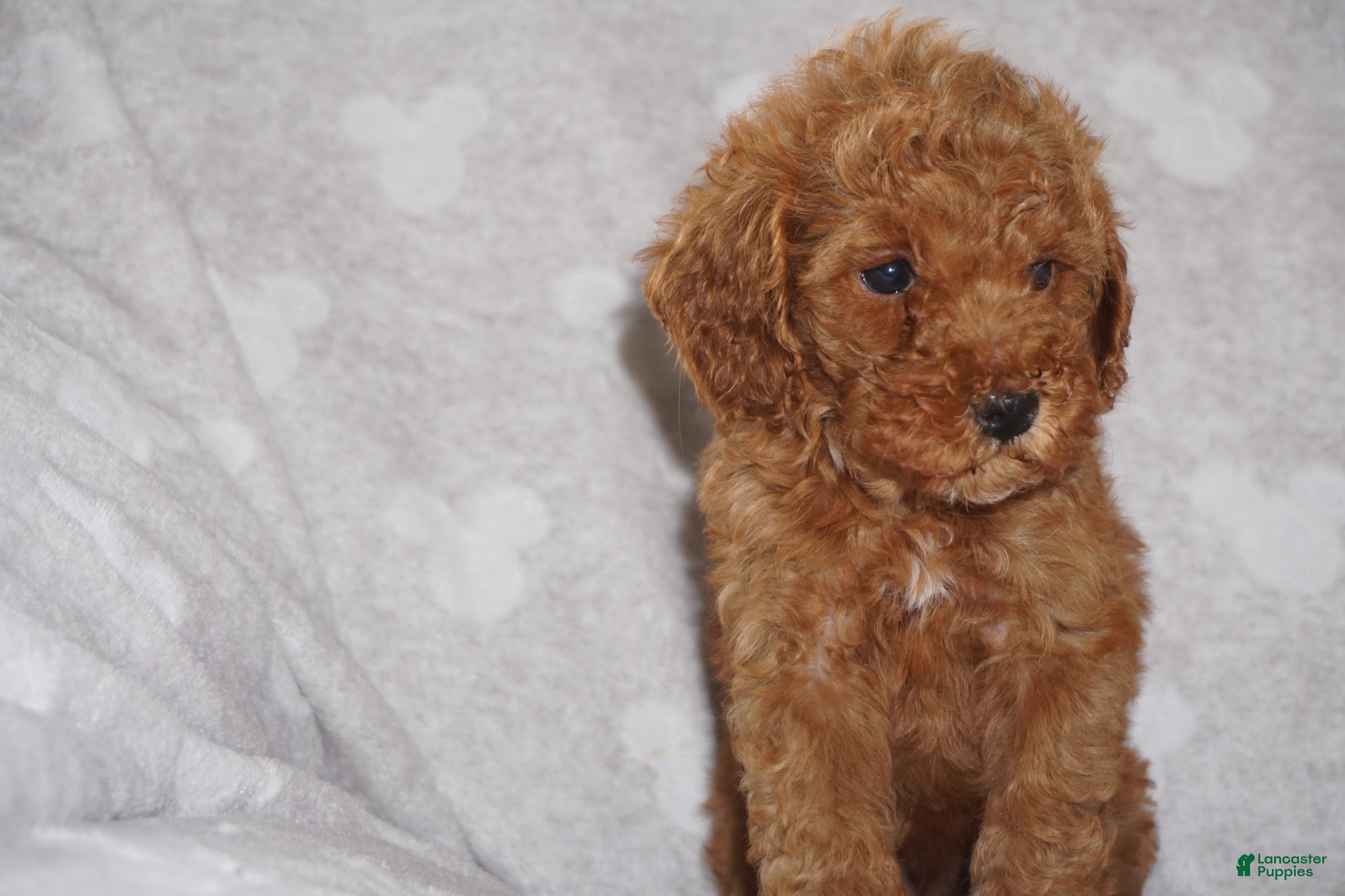 Miniature Poodle dogs GINA - Ad 1