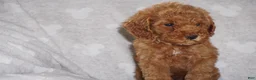 Miniature Poodle dogs for sale: GINA - Ad 1