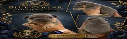 French Bulldog dogs for sale: Lilac Tri Male French Bulldog 1 - Ad 2