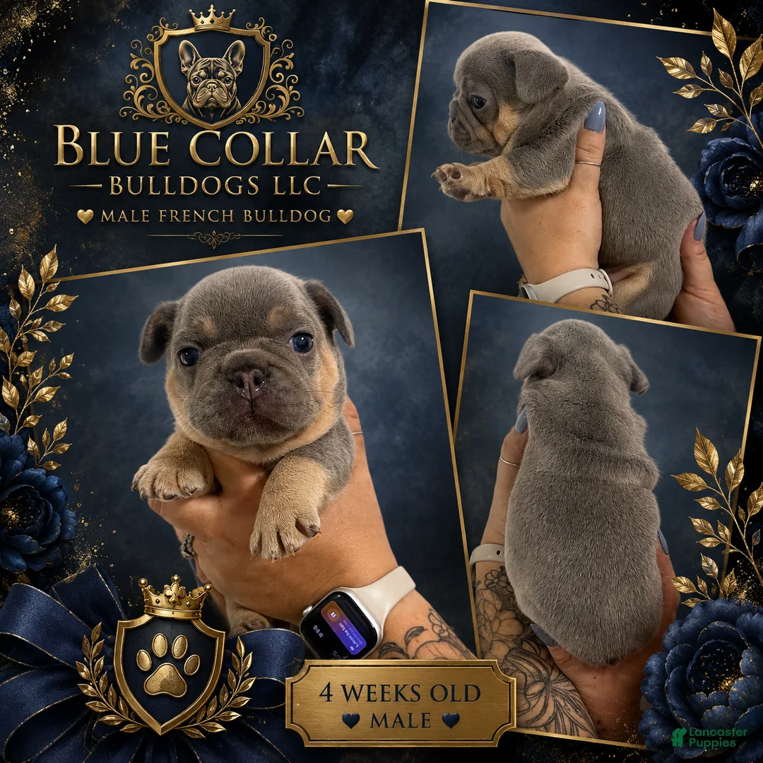 French Bulldog dogs for sale: Lilac Tri Male French Bulldog 1 - Ad 2