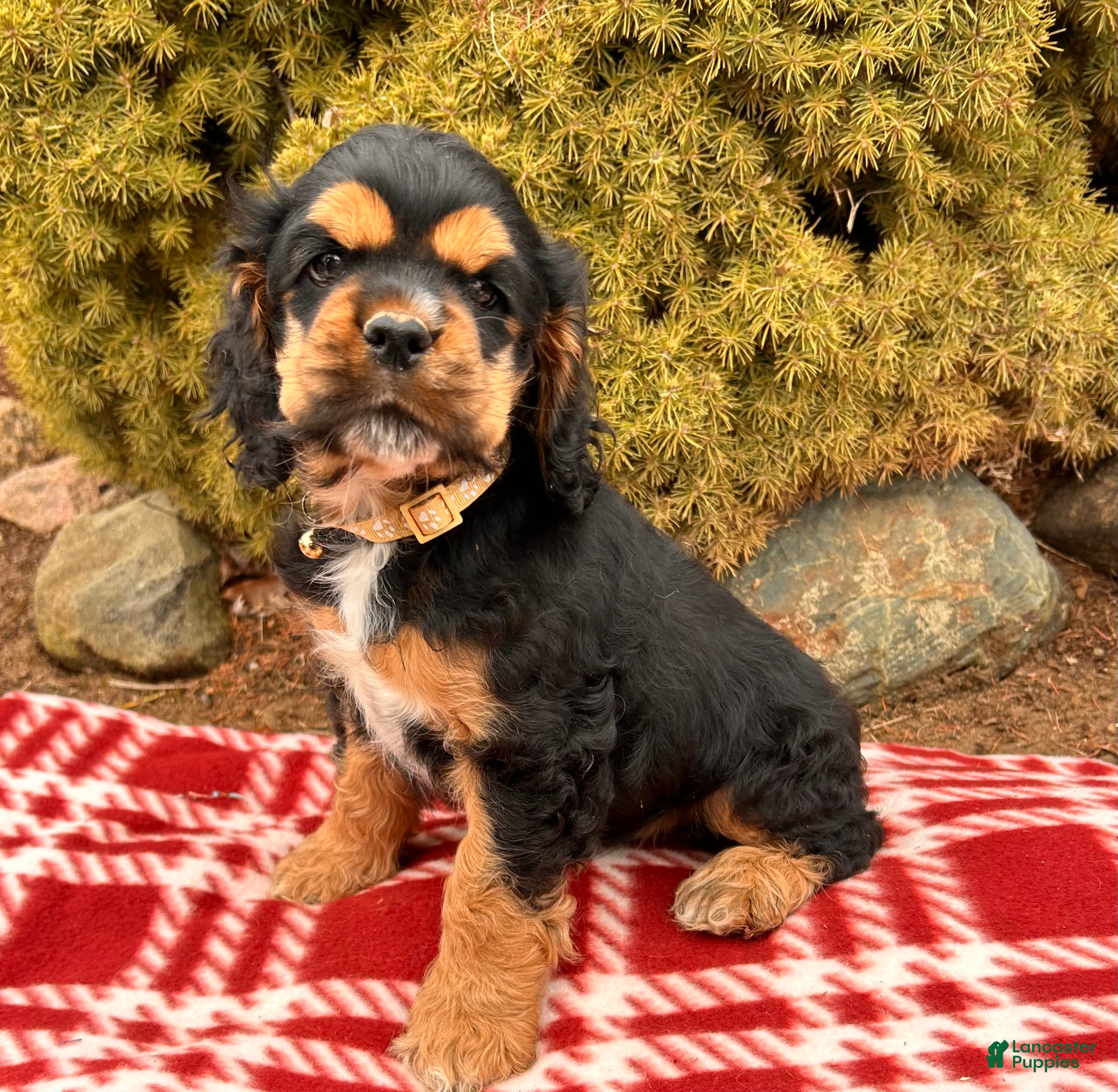 Cocker Spaniel dogs Zeke - Ad 35