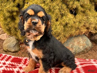 Cocker Spaniel dogs Zeke - Ad 35