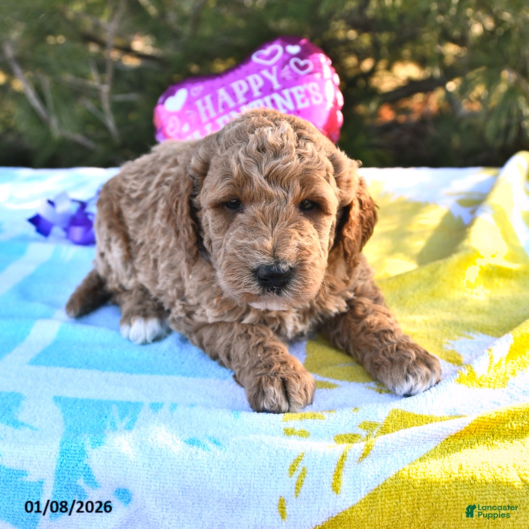 Mini Goldendoodle dogs for sale: Oscar - Ad 3