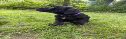 Cane Corso dogs for sale: Cane Corso 7 - Ad 3