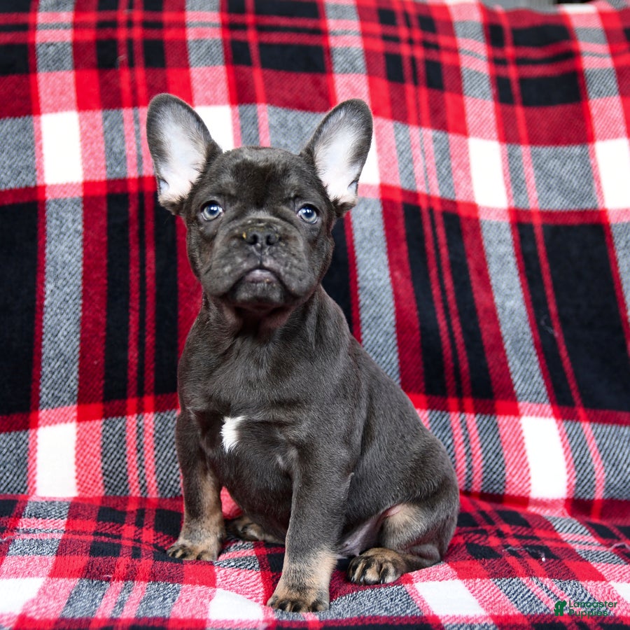 French Bulldog dogs Hyacinth - Ad 39