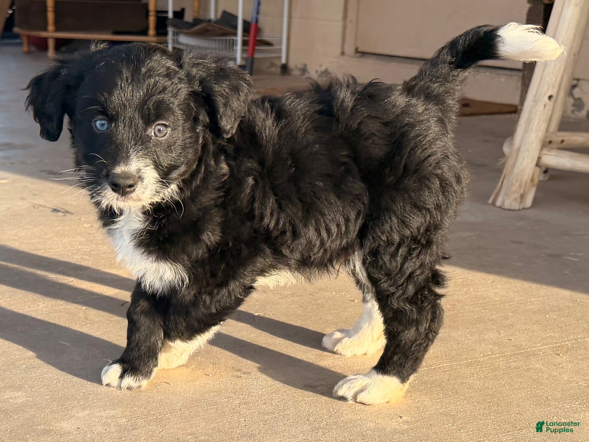 Mixed Breed dogs Yang  - Ad 33