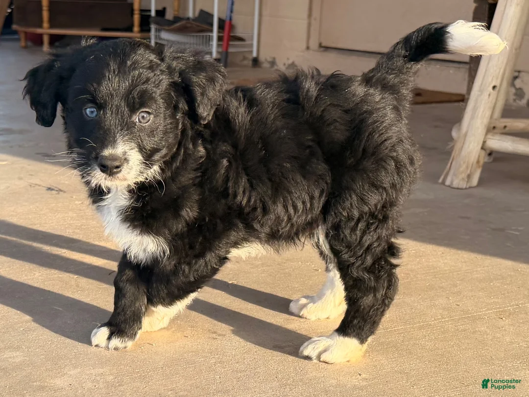 Mixed Breed dogs for sale: Yang  - Ad 1