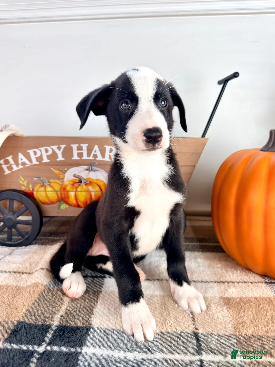 Border Collie dogs for sale: Autumn - Ad 6