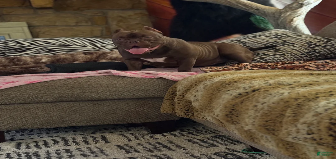 Gallery Image {{count}}