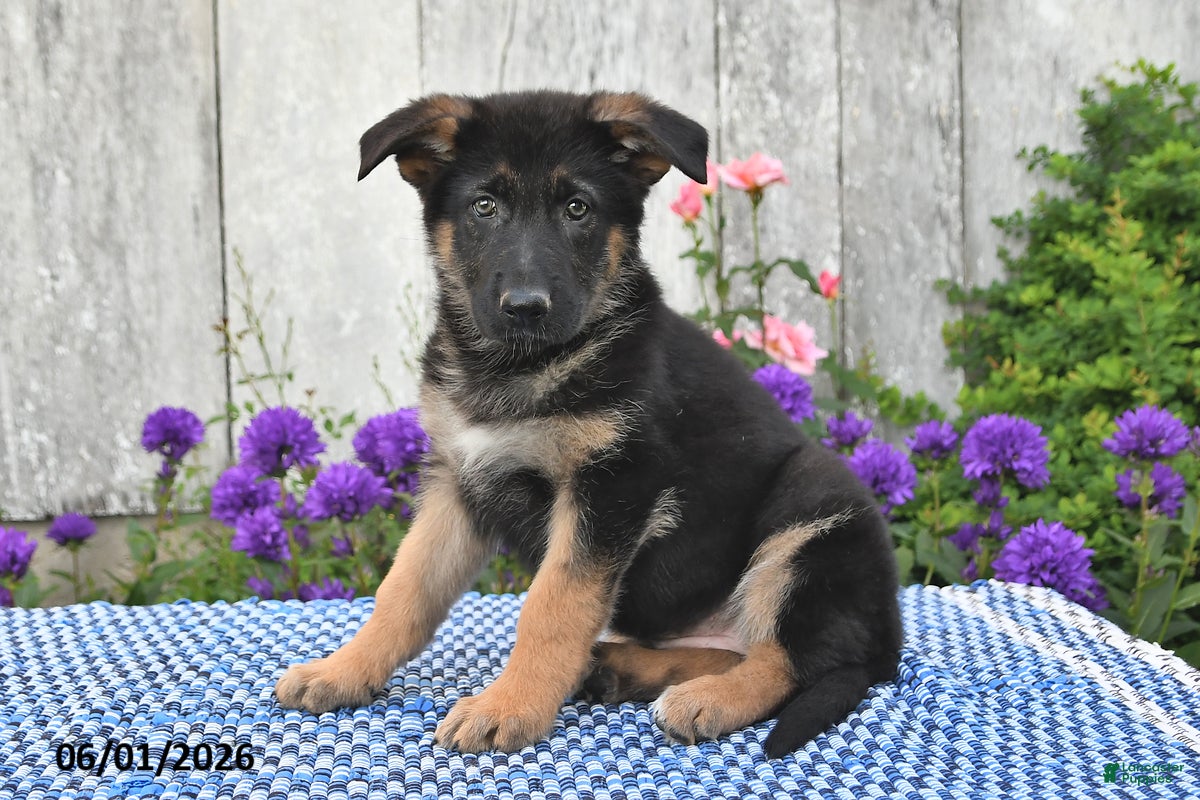 German Shepherd dogs Bella   - Ad 2