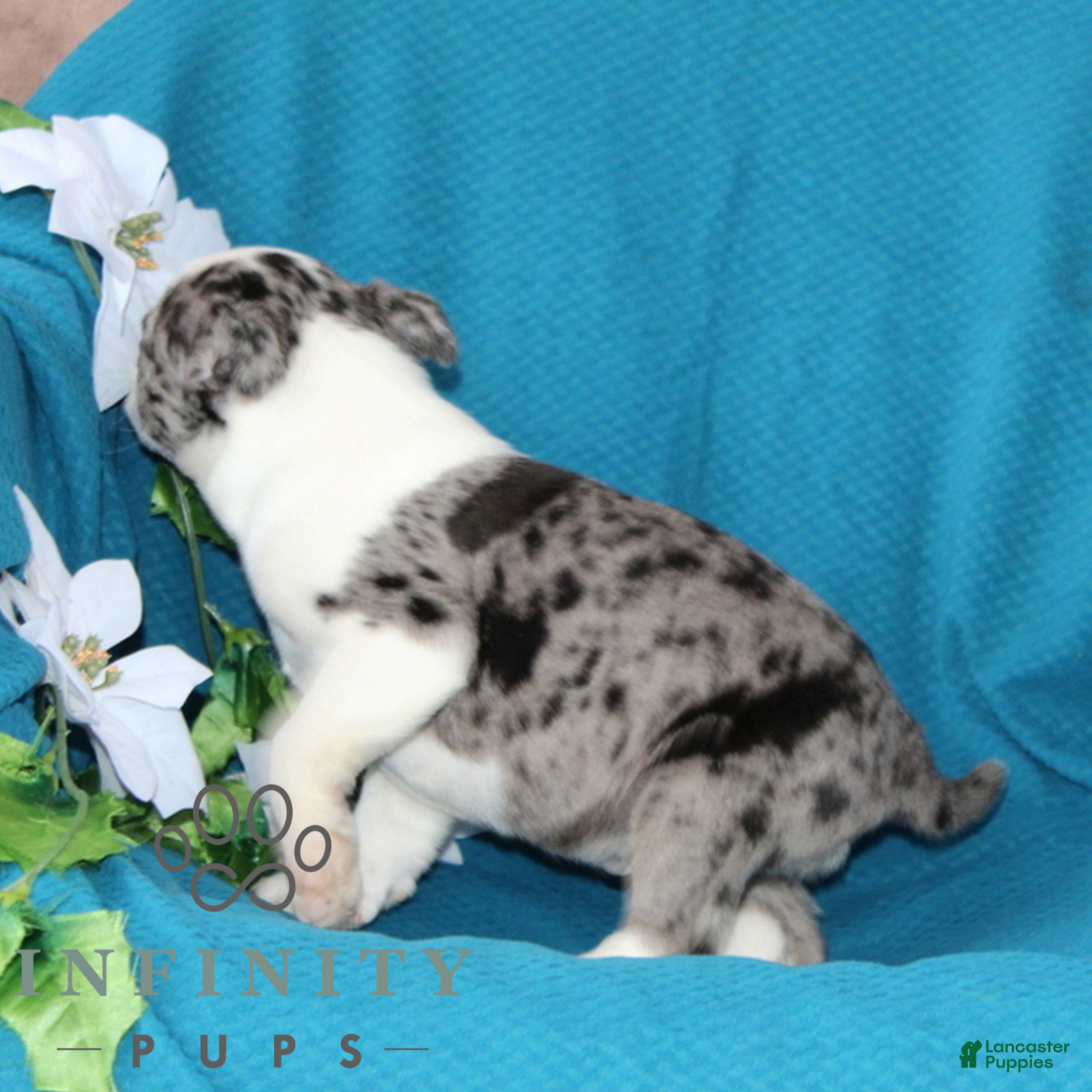 Boston Terrier dogs Amy  - Ad 2