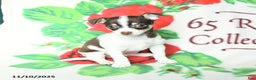 Chihuahua dogs for sale: Simon - Ad 2
