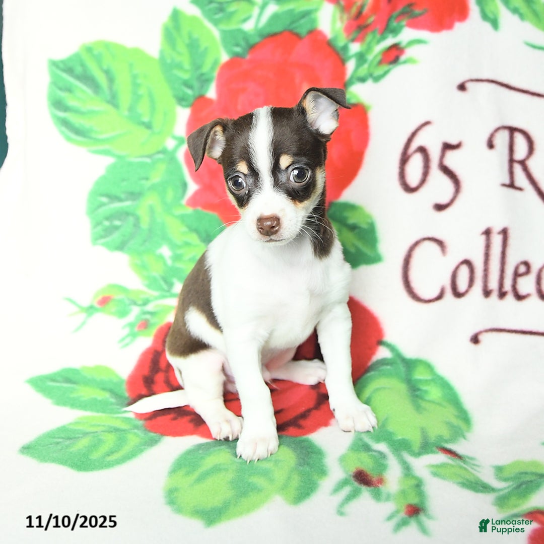 Chihuahua dogs for sale: Simon - Ad 2