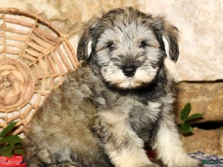 Miniature Schnauzer dogs - Ad 12