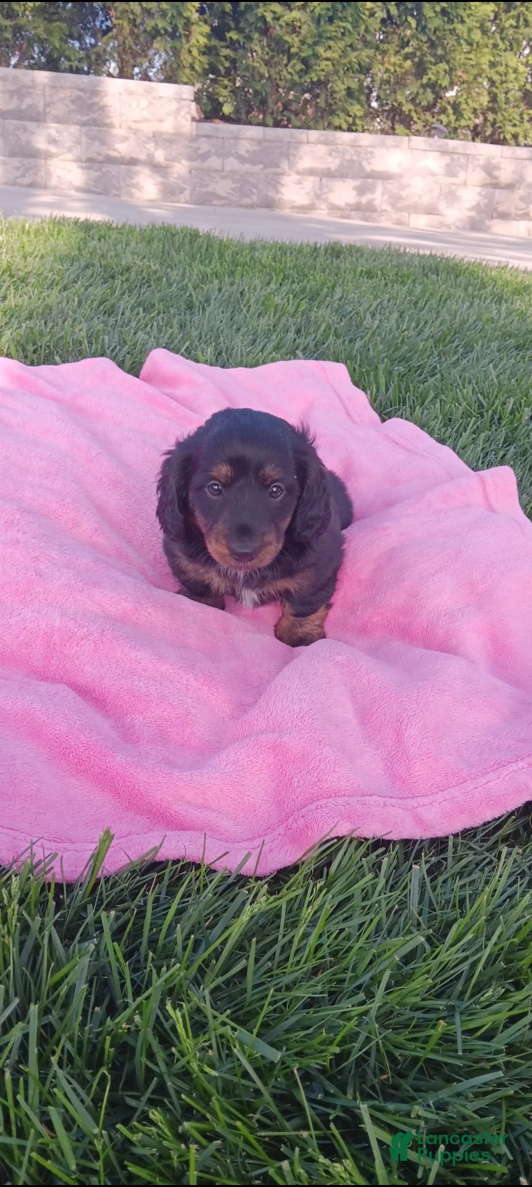 Dachshund dogs for sale: Jayce - Ad 2
