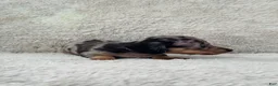 Miniature Dachshund dogs for sale: AKC Shorthair Black Dapple Miniature Dachshund - Ad 8