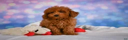 Miniature Poodle dogs for sale: Jamon - Ad 7
