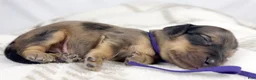 Miniature Dachshund dogs for sale: Chicken bake - Ad 2