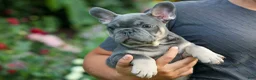 French Bulldog dogs for sale: 🐾 Mateo - Ad 5