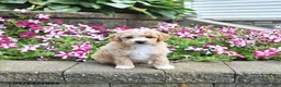Toy Poodle dogs for sale: Kaylee - Ad 1
