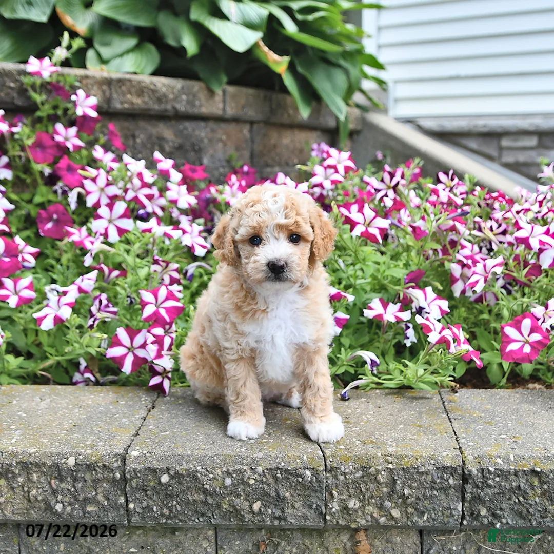Toy Poodle dogs for sale: Kaylee - Ad 1