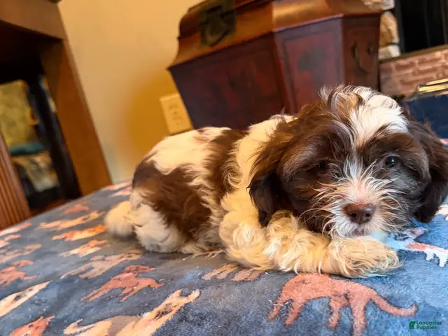 Shihpoo dogs Kit - Ad 24