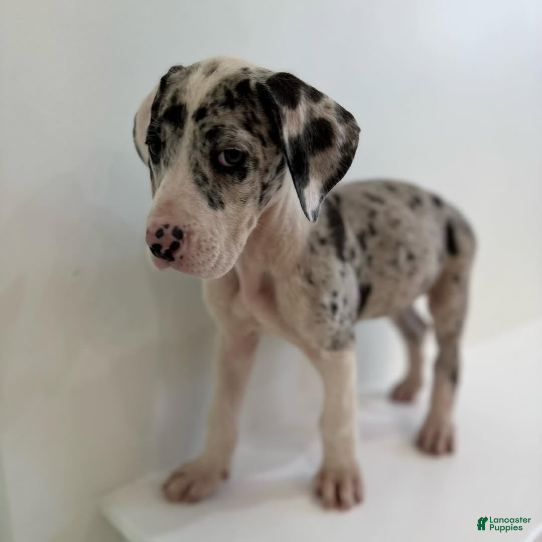 Great Dane dogs Maximus (Male) - Ad 9