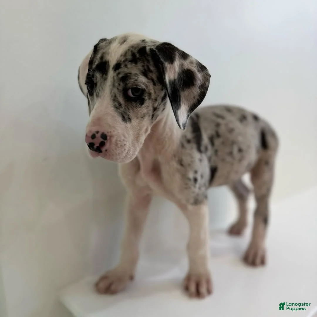 Great Dane dogs for sale: Maximus (Male) - Ad 1