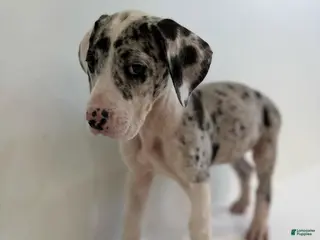Great Dane dogs Maximus (Male) - Ad 17