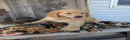 Golden Retriever dogs for sale: Remington - Ad 2