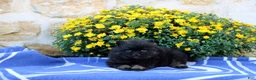 Pomeranian dogs for sale: Gomer - Ad 3