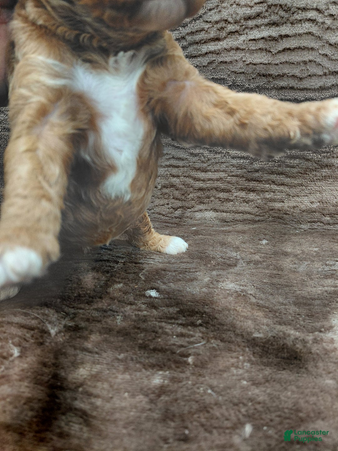 Mini Bernedoodle dogs for sale: Aspen - Ad 5