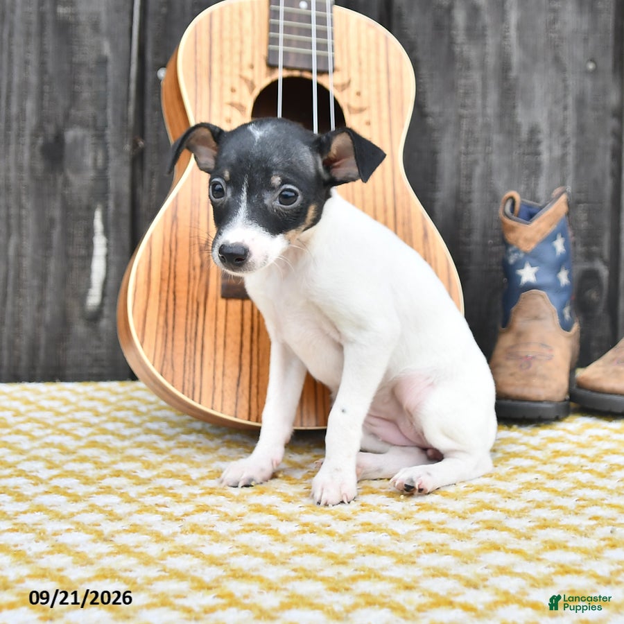 Toy Fox Terrier dogs Becca - Ad 1