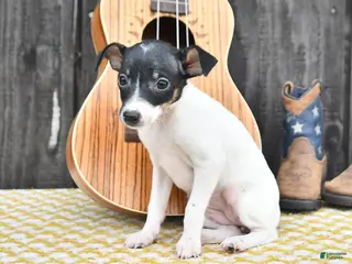 Toy Fox Terrier dogs Becca - Ad 1