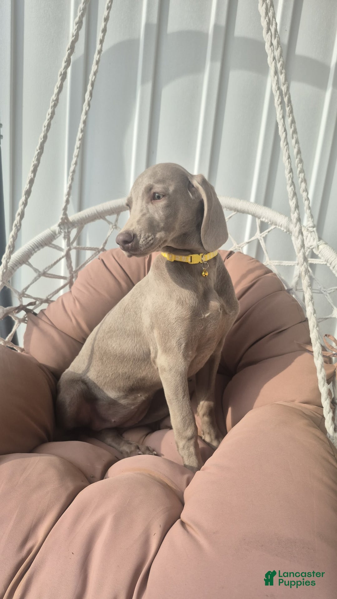 Weimaraner dogs for sale: Piper - Ad 2