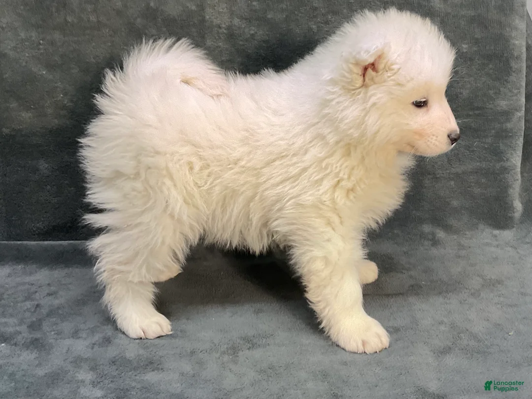 Samoyed dogs for sale: Sawyer - Ad 3