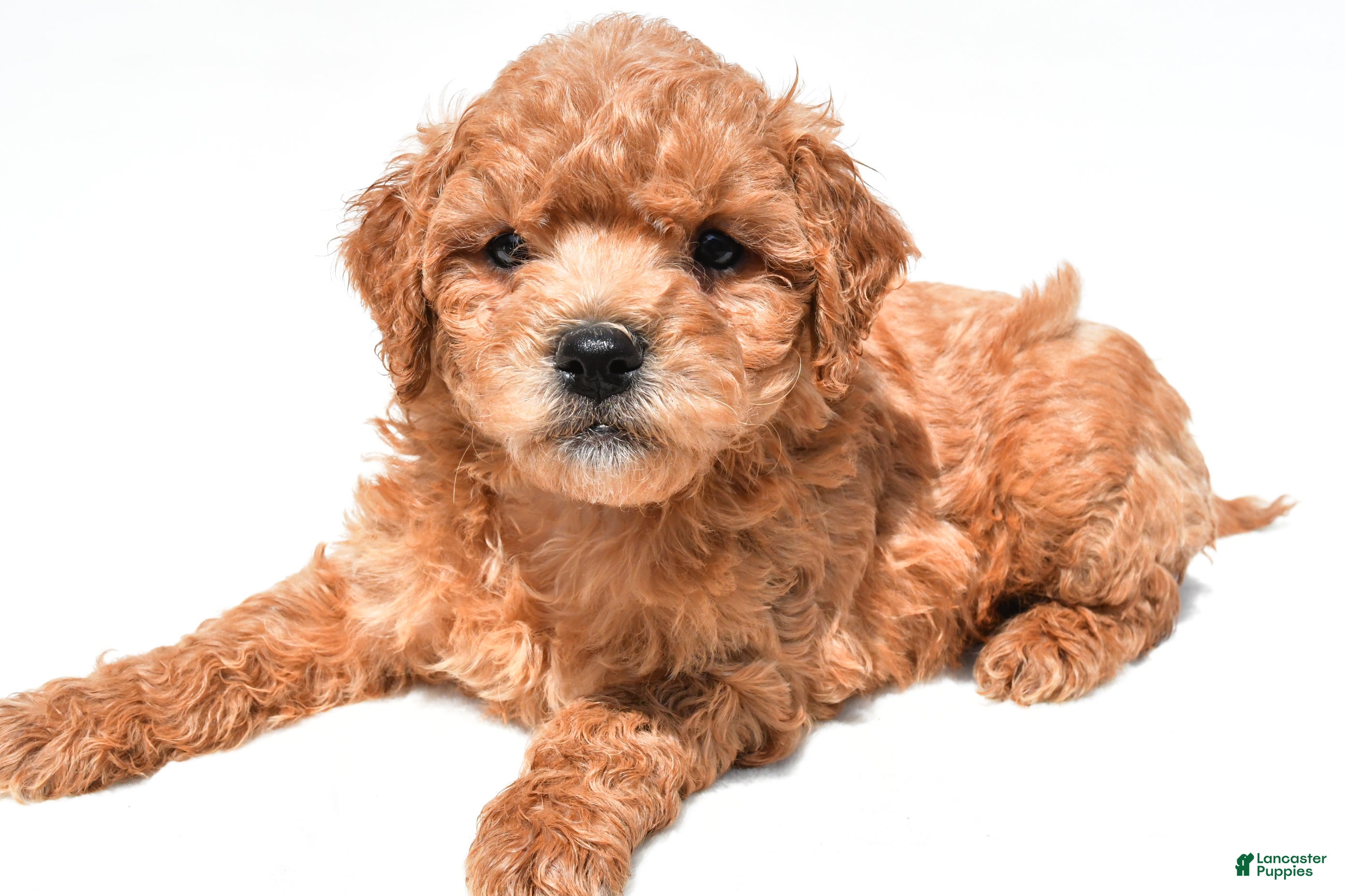 Mini Goldendoodle dogs Jace - Ad 1