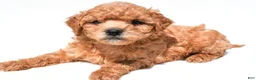 Mini Goldendoodle dogs for sale: Jace - Ad 4