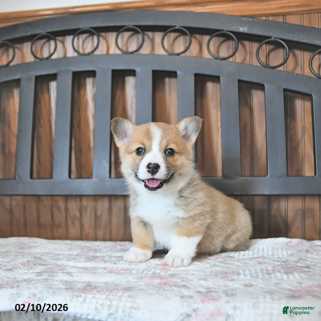 Welsh Corgi Pembroke dogs for sale: Tammie - Ad 5