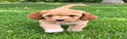 Cavapoo dogs for sale: Buddy - Ad 3