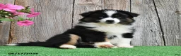 Miniature Australian Shepherd dogs for sale: Rambo - Ad 1