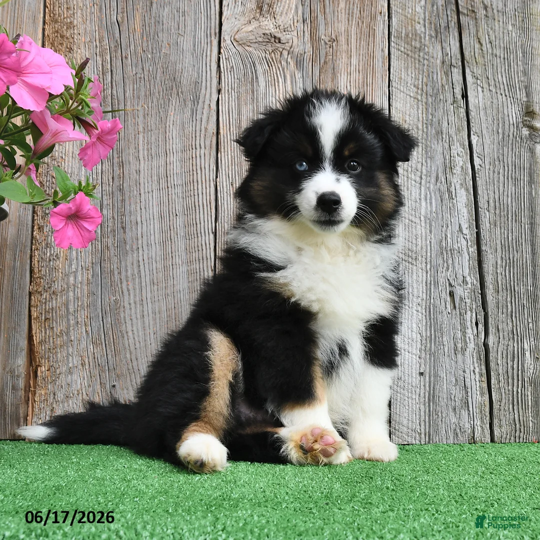 Miniature Australian Shepherd dogs for sale: Rambo - Ad 1