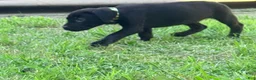 Cane Corso dogs for sale: Dean AKC green collar - Ad 6