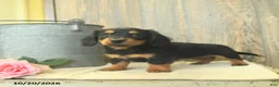 Miniature Dachshund dogs for sale: Dee   - Ad 3